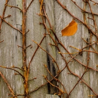 hortensja pnąca - jesień